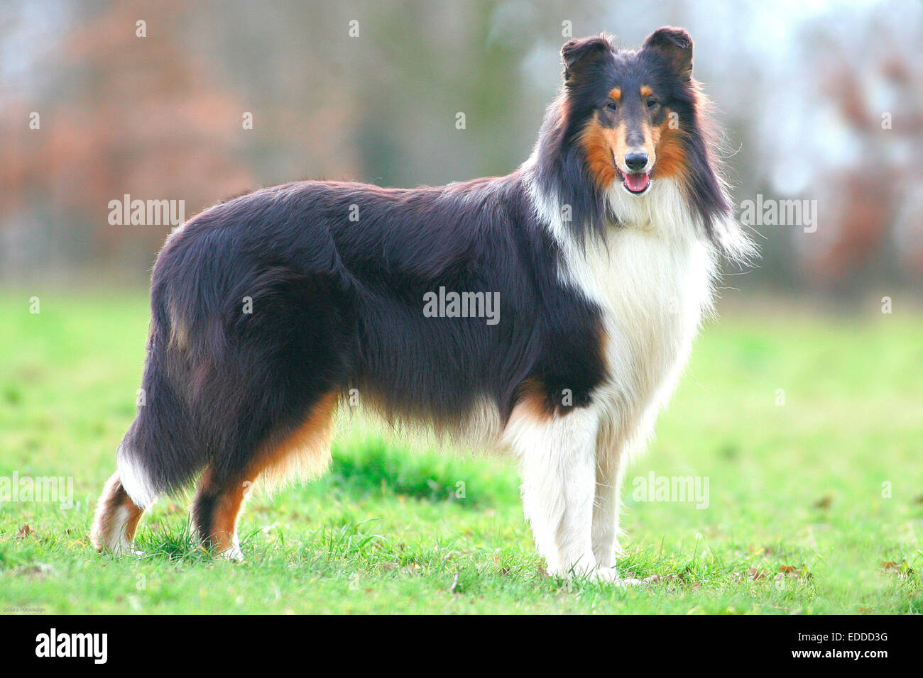 Rough Collie Long Haired Collie Adult Dog Standing Meadow Stock