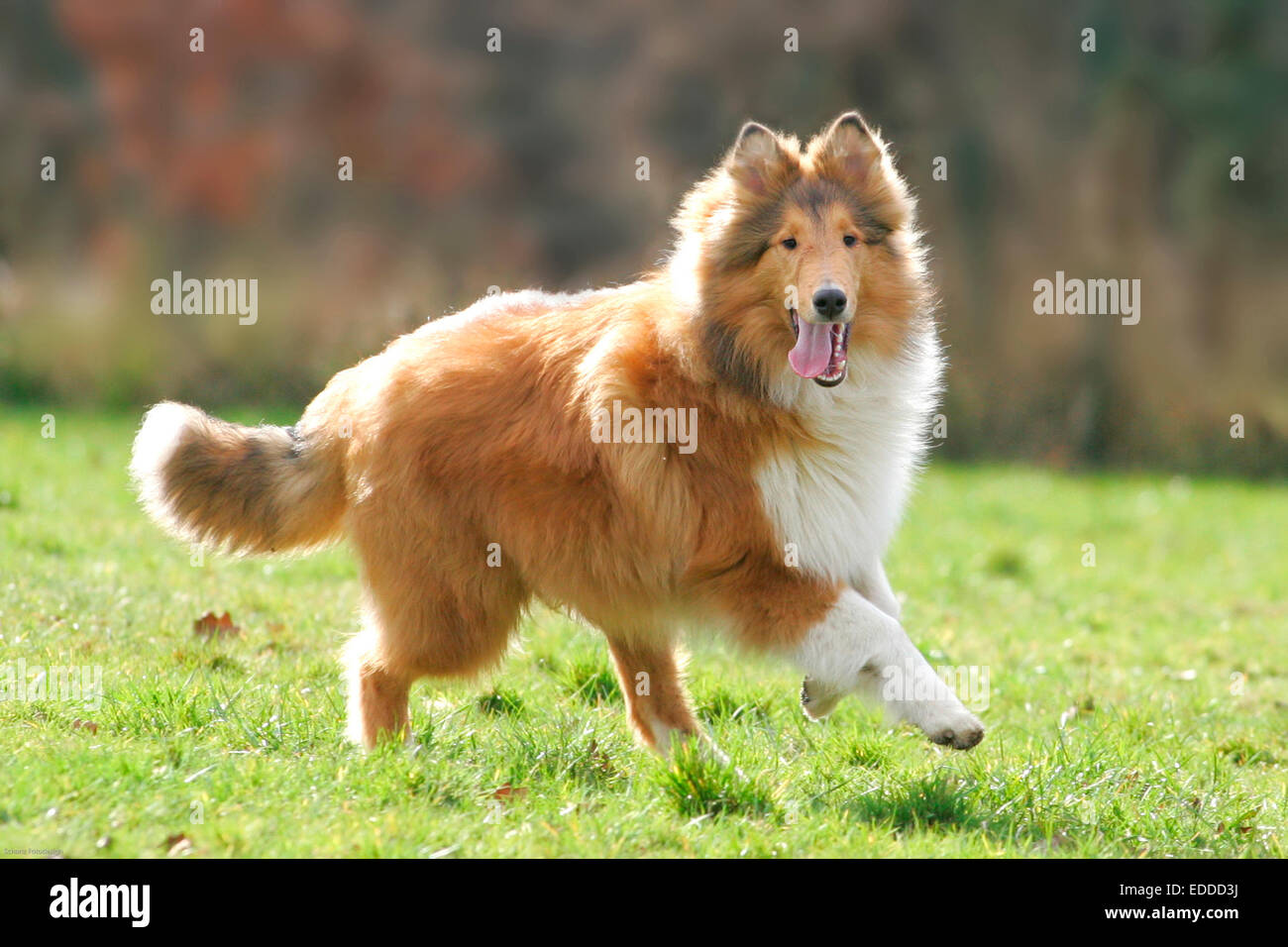 Rough Collie Long Haired Collie Adult Dog Running Meadow Germany