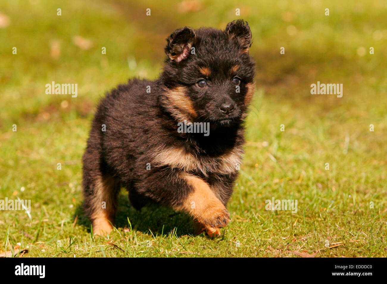 bohemian shepherd puppies