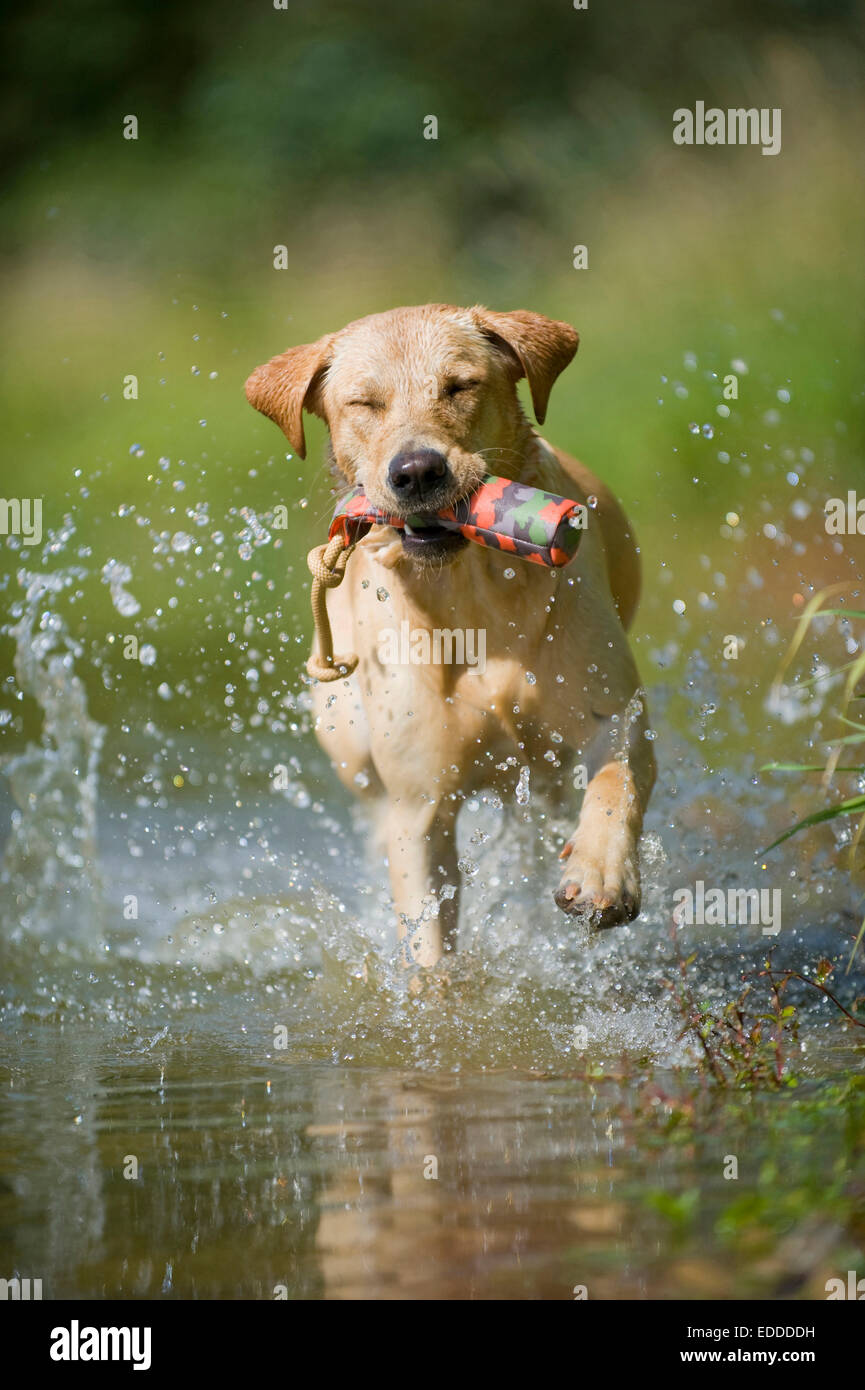 Labrador Retriever Adult dog carrying toy its mouth running swallow