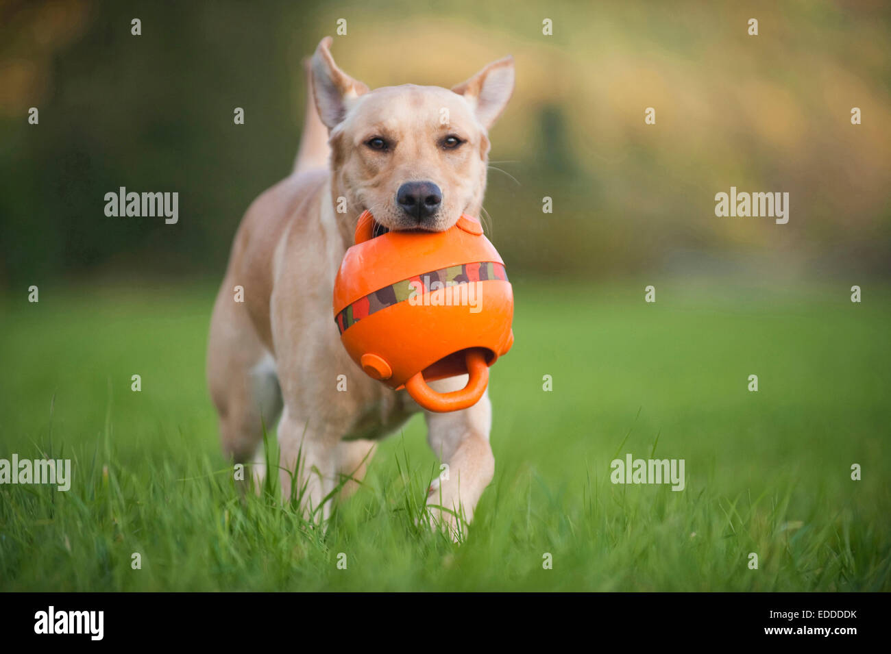 Labrador carrying toy hires stock photography and images Alamy