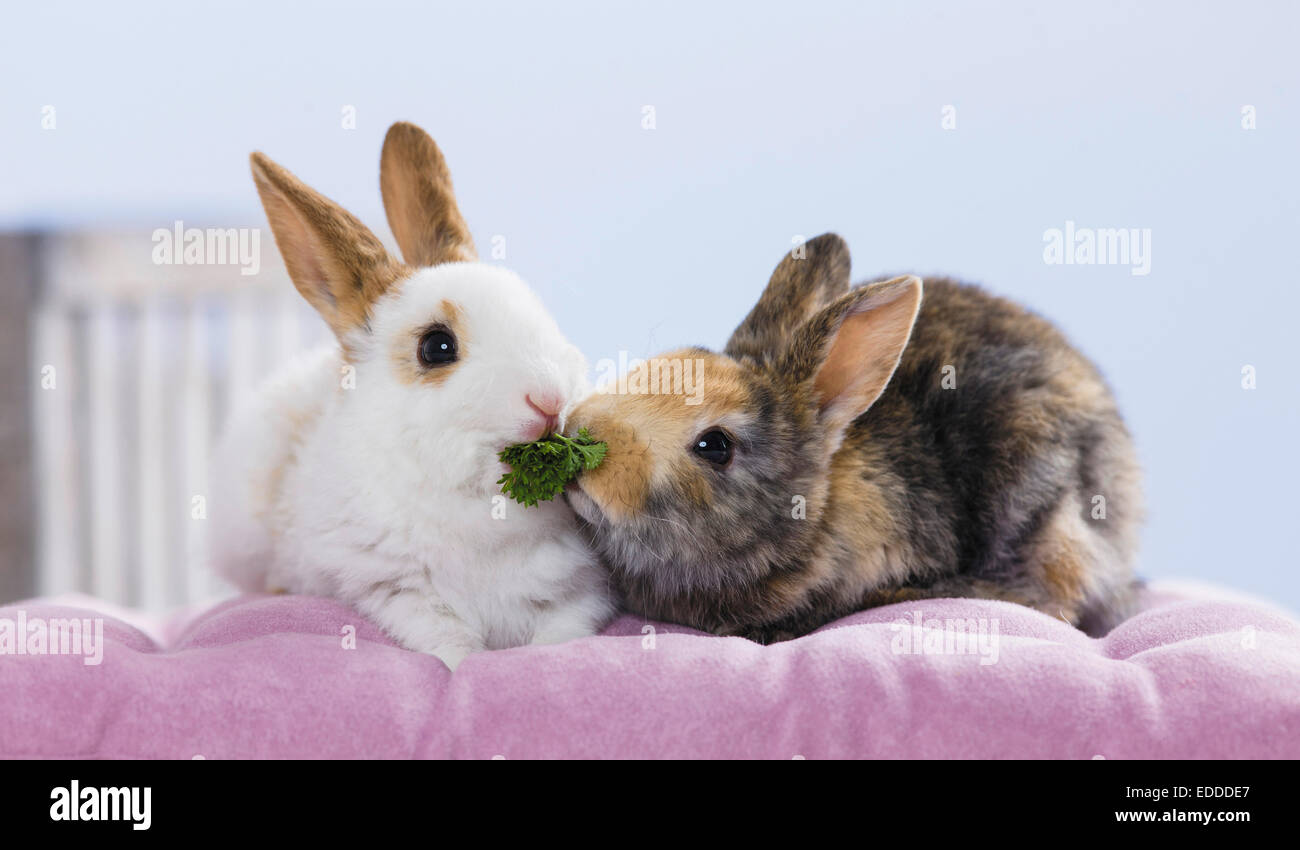 Netherland Dwarf Rabbit Two young eating Parsley Germany Stock Photo