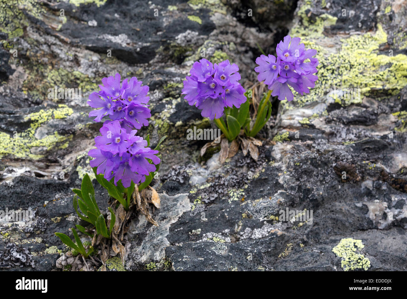 Primula glutinosa Flowering plants rock crevice Austria Stock Photo