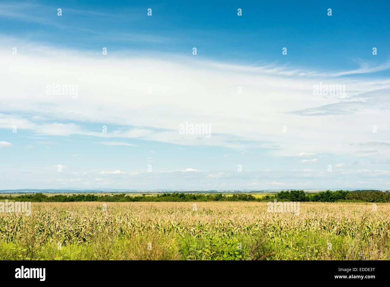Summer Landscape With Corn Field , Mountains And Blue Sky Stock Photo ...