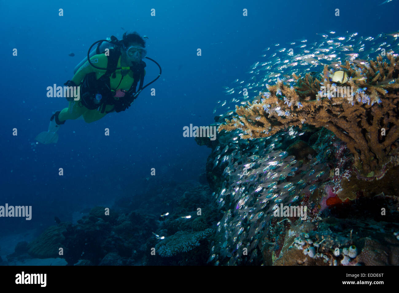Diver watching a school of Pigmy Sweepers (Parapriacanthus ransonneti), Palau Stock Photo