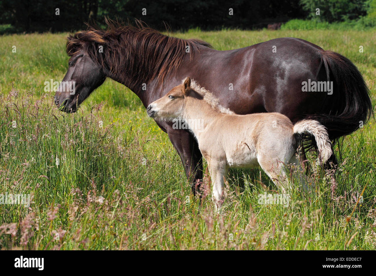 Mare with foal, Iceland pony, pony Iceland, Iceland horse Stock Photo ...