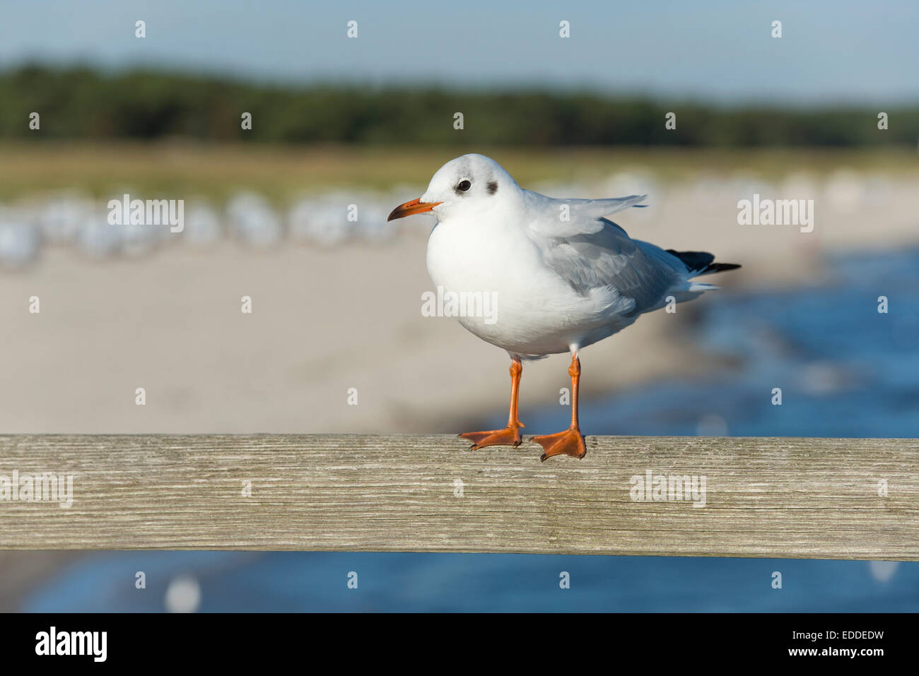 Black-headed Gull (Larus ridibundus, Chroicocephalus ridibundus), perched on the railing of Prerow Pier Stock Photo