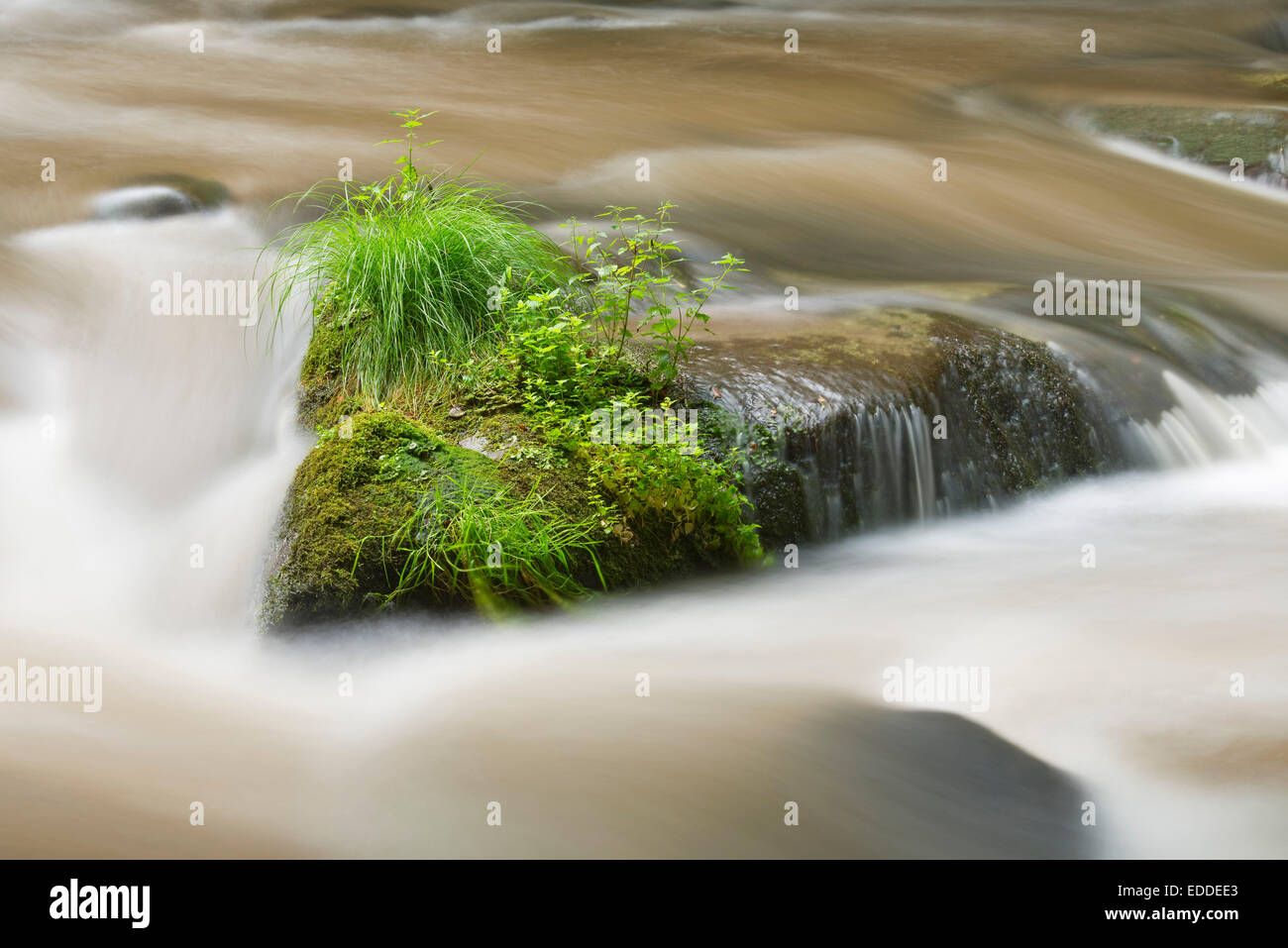 Rocks overgrown with plants in the mountain stream Bode, Bode Valley Nature Reserve, Harz, Saxony-Anhalt, Germany Stock Photo