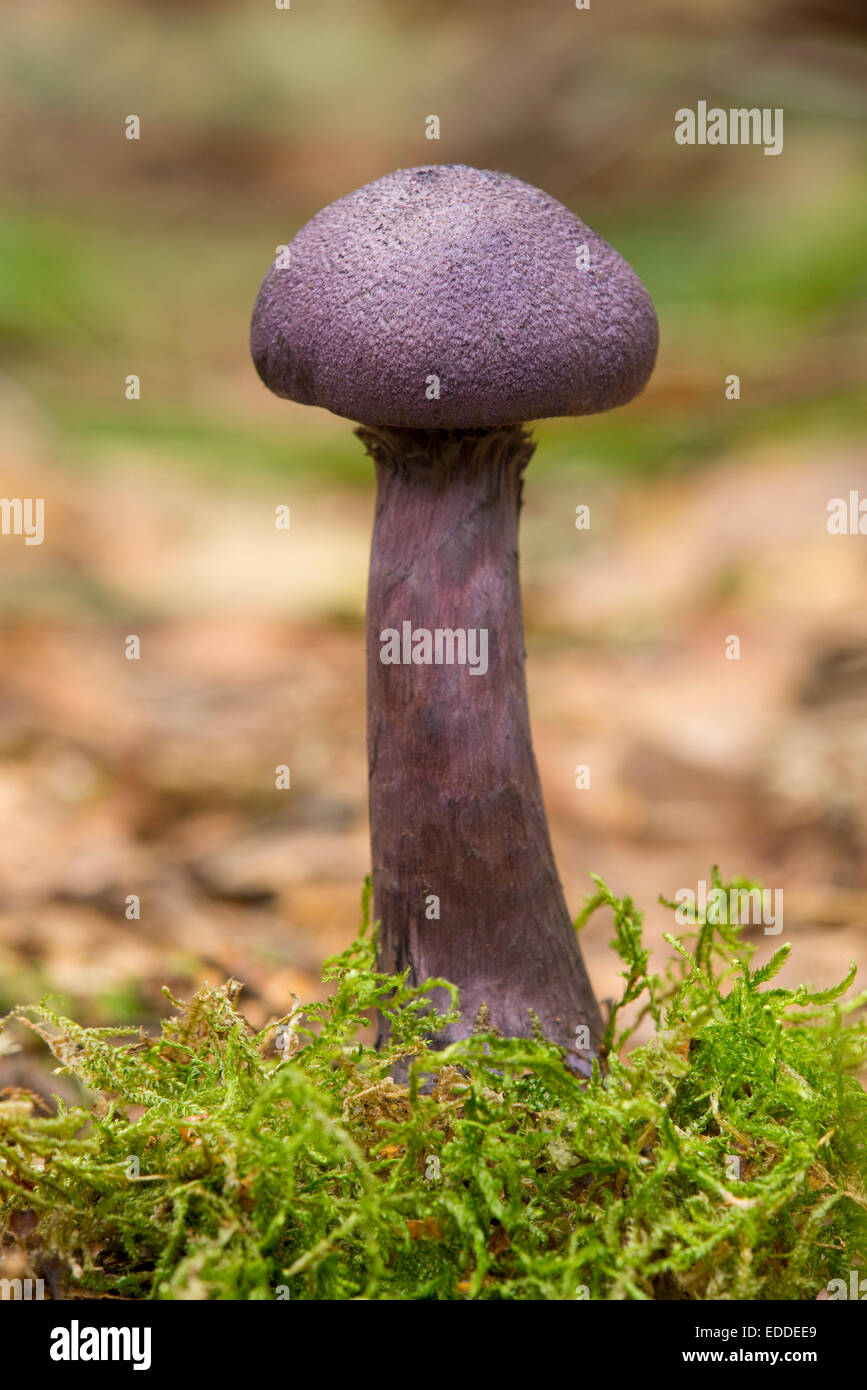 Violet Webcap (Cortinarius violaceus), Lower Saxony, Germany Stock Photo