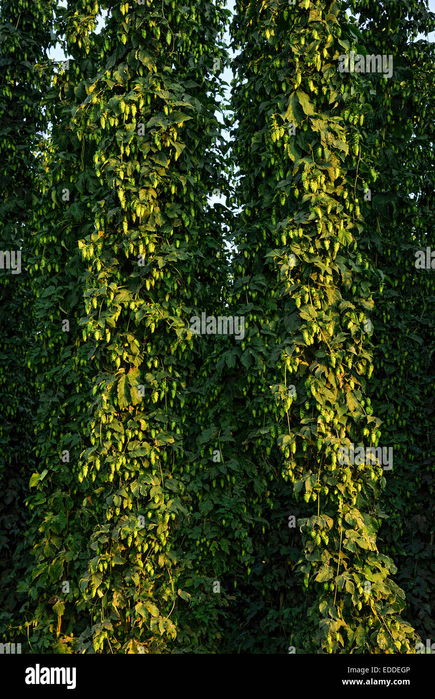 Hop plants (Humulus lupulus), ready for harvesting, hop garden, Biburg, Hallertau or Holledau area, Lower Bavaria, Bavaria Stock Photo