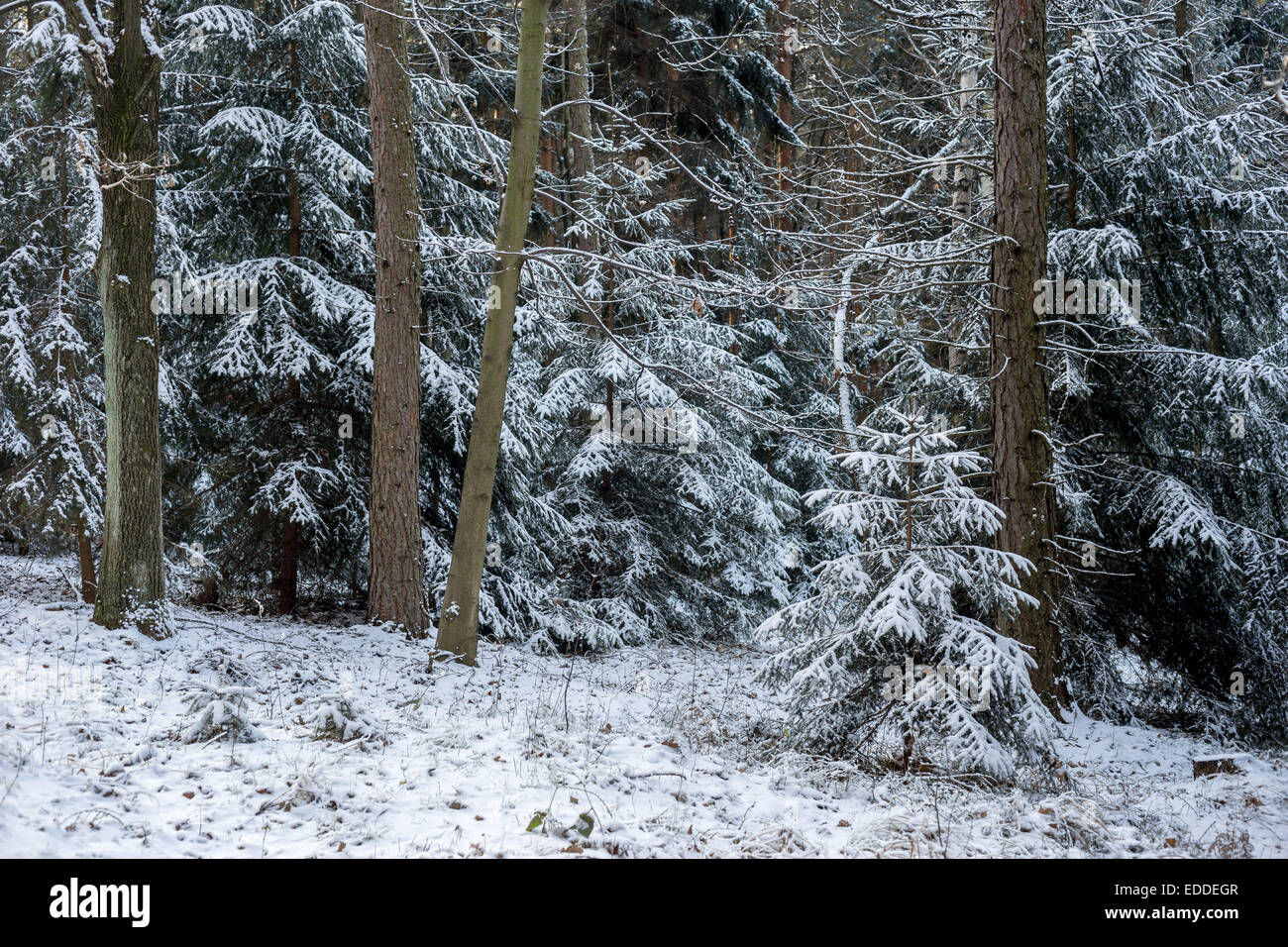 Spruce tree trees forest covered with snow Stock Photo