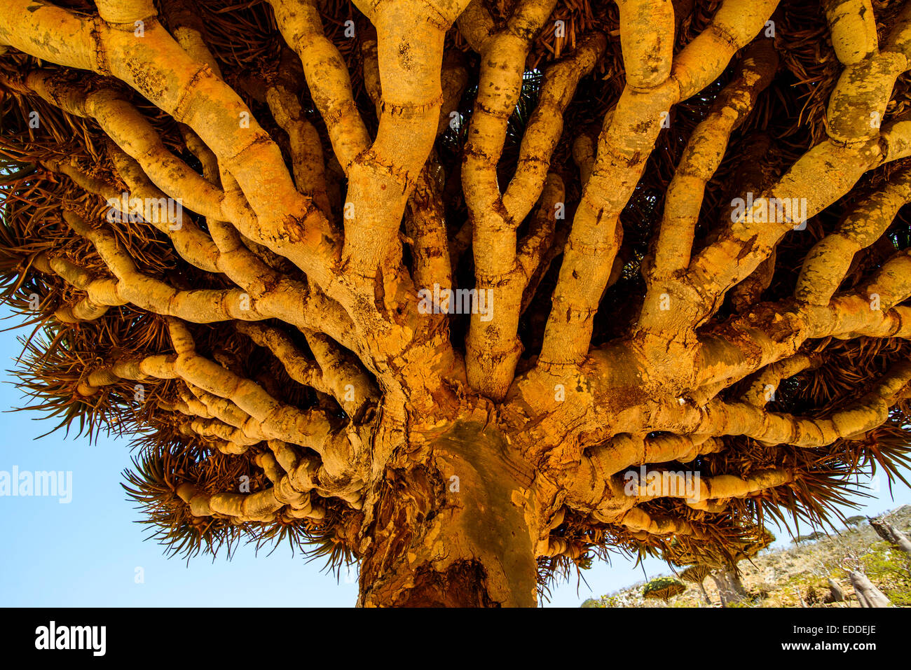 Socotra Dragon Tree Or Dragon Blood Tree Dracaena Cinnabari Homhil Protected Area Island Of Socotra Yemen Stock Photo Alamy