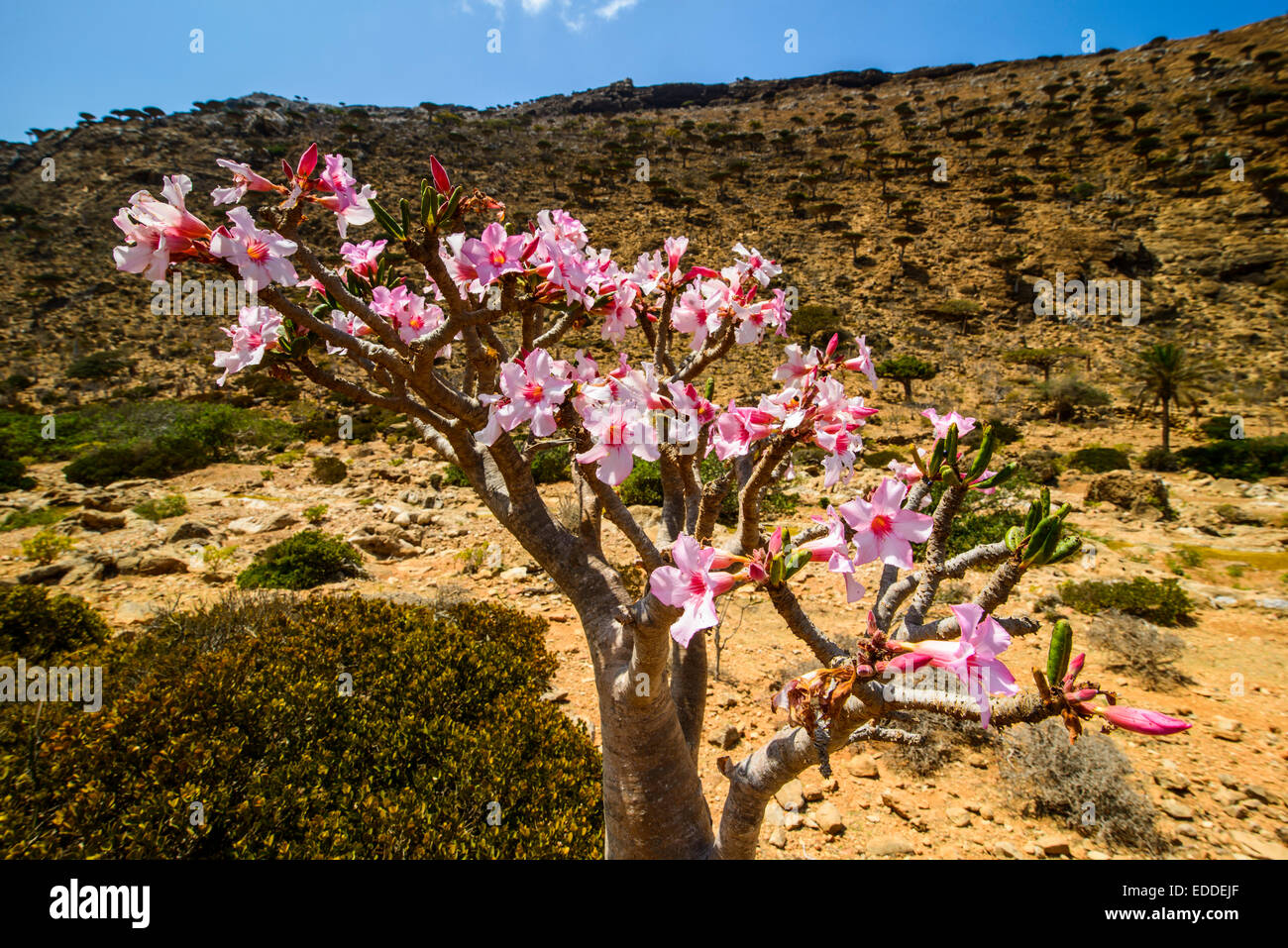 Desert Rose tree (Adenium obesum) in bloom, endemic species, Homhil protected area, island of Socotra, Yemen Stock Photo