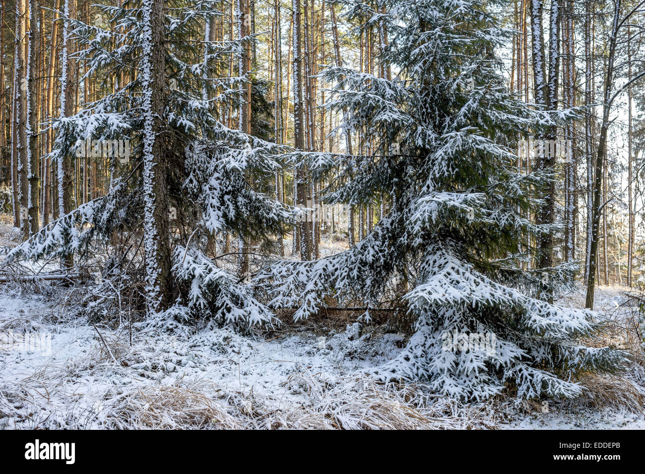 Spruce tree trees forest covered with snow Stock Photo