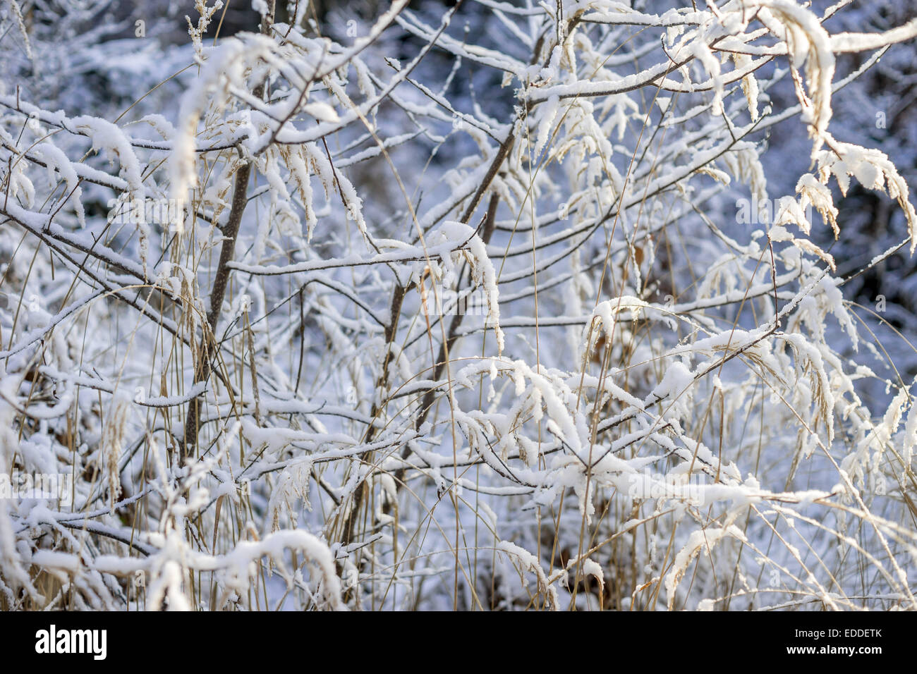 Twigs covered with fresh snow Stock Photo