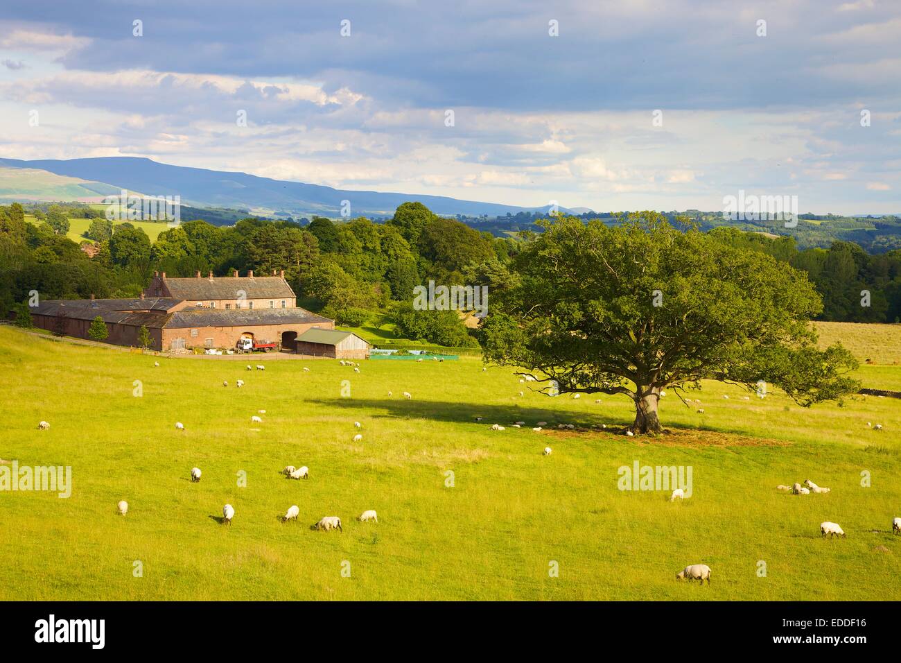 Tree in field at Nunnery Walks. Kirkoswald Eden Valley Cumbria England UK. Summer evening. Stock Photo