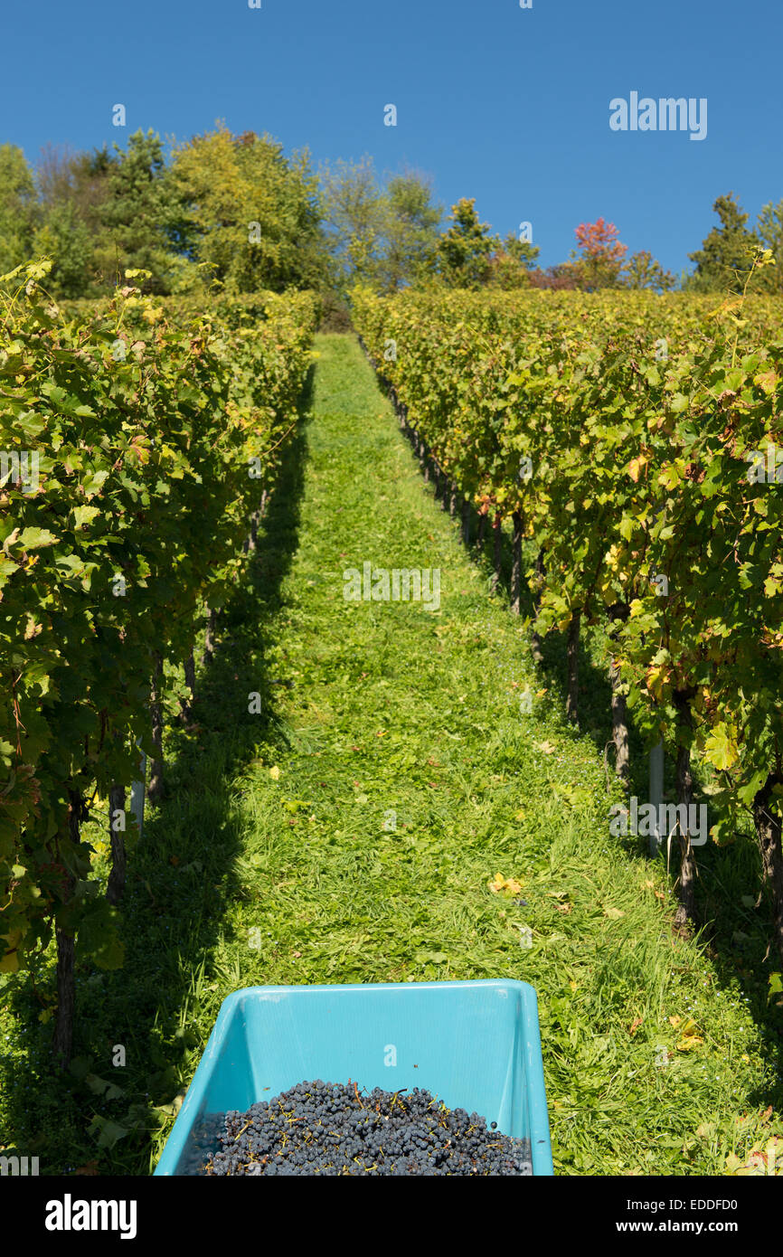 Harvest in Germany of wine grapes from pinot noir Stock Photo - Alamy