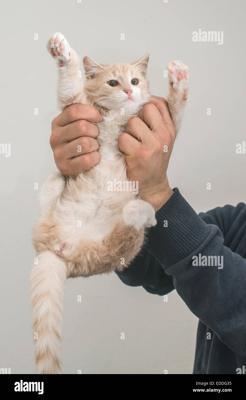 Man's hands holding house cat Stock Photo Alamy