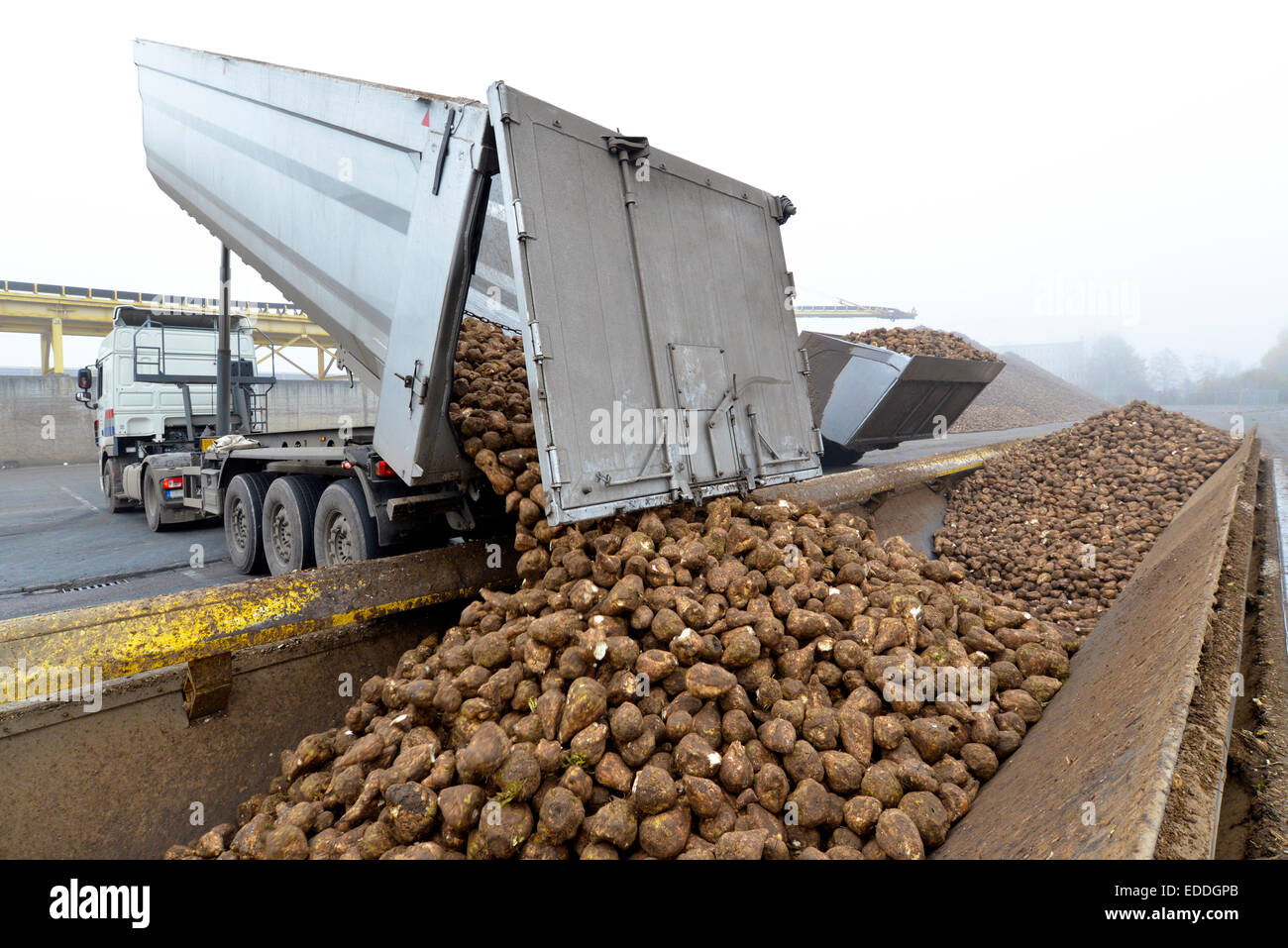 Delivery of sugar beets at a sugar mill Stock Photo Alamy
