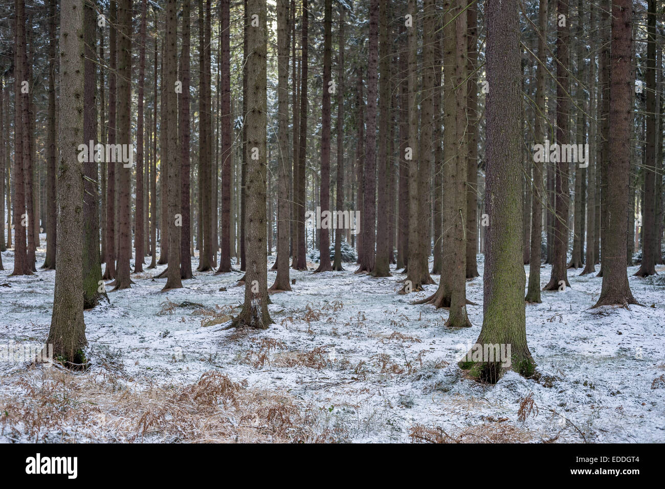 Spruce tree trees forest covered with snow Stock Photo - Alamy