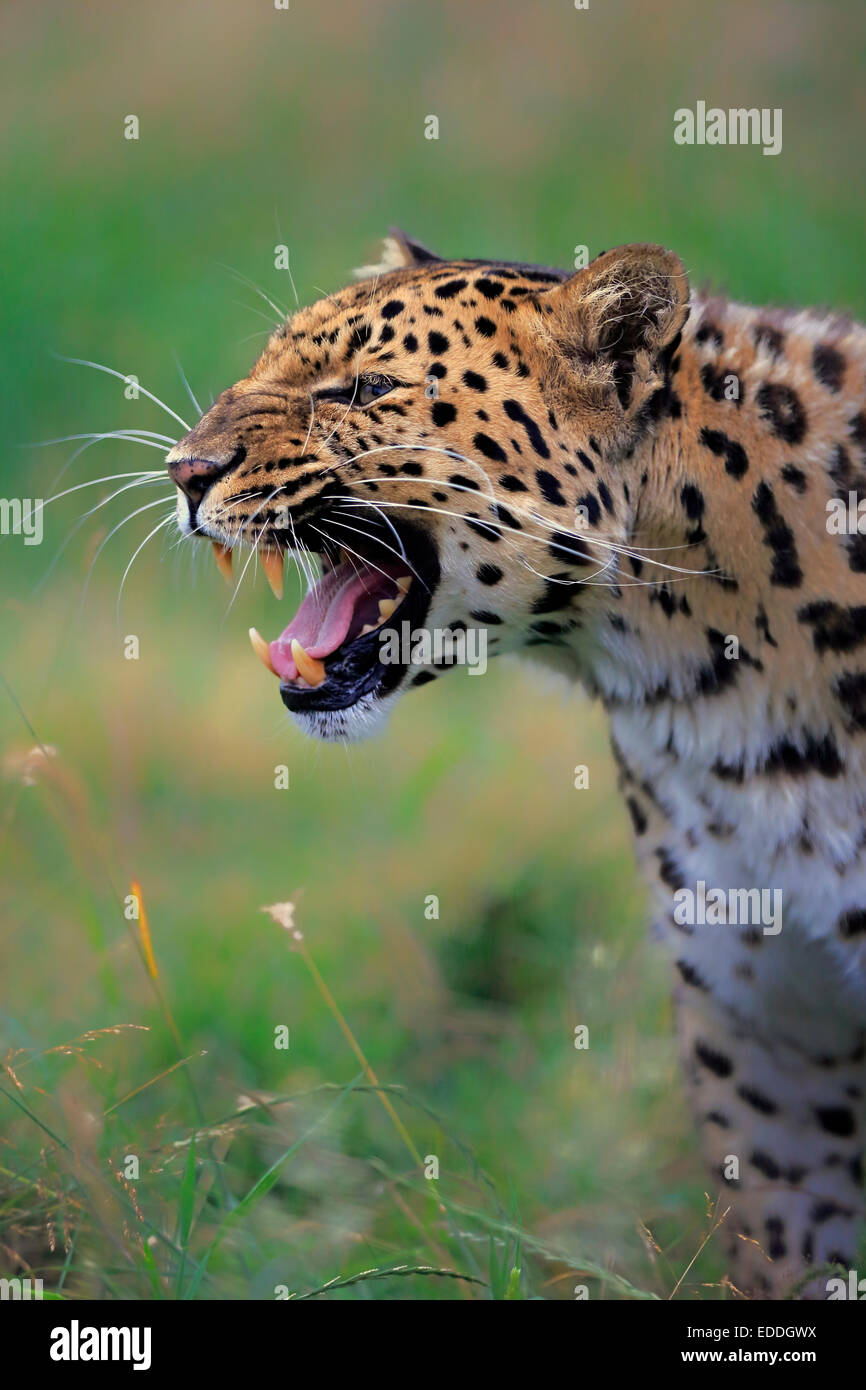 Amur Leopard (Panthera pardus orientalis), adult, snarling, native to