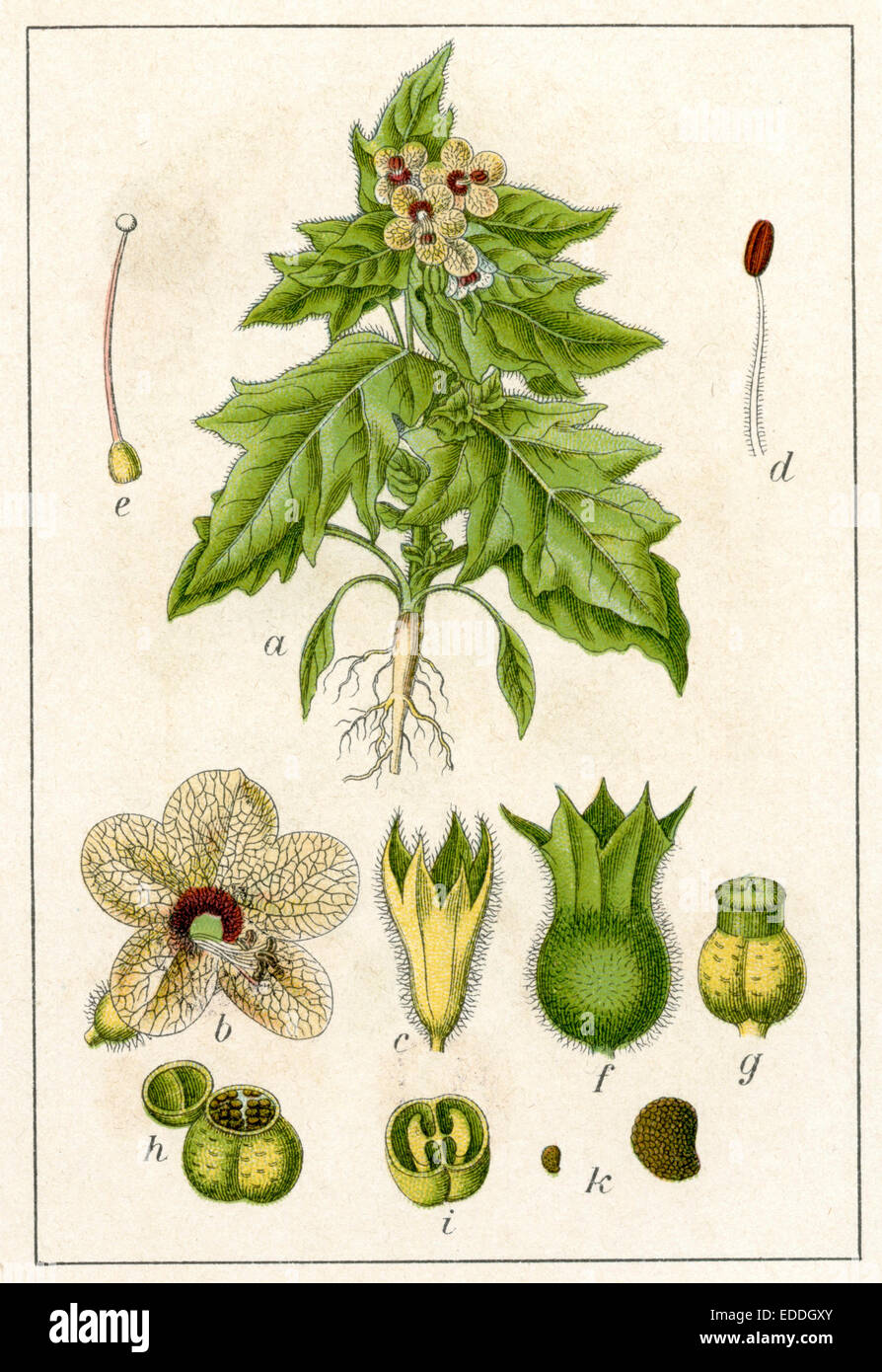 Hyoscyamus niger poisonous plants illustrations hi-res stock ...