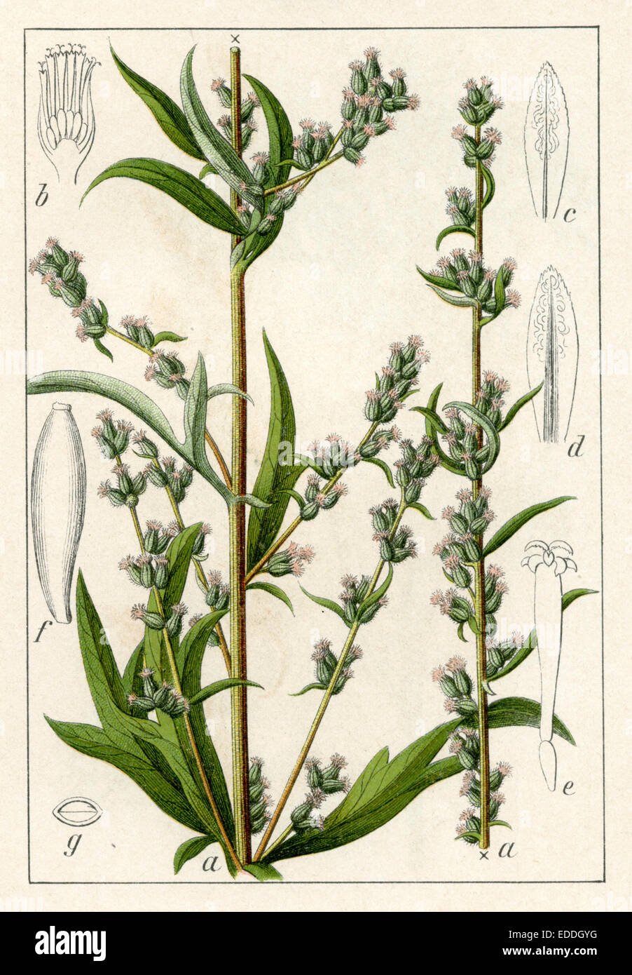 Artemisia vulgaris Stock Photo