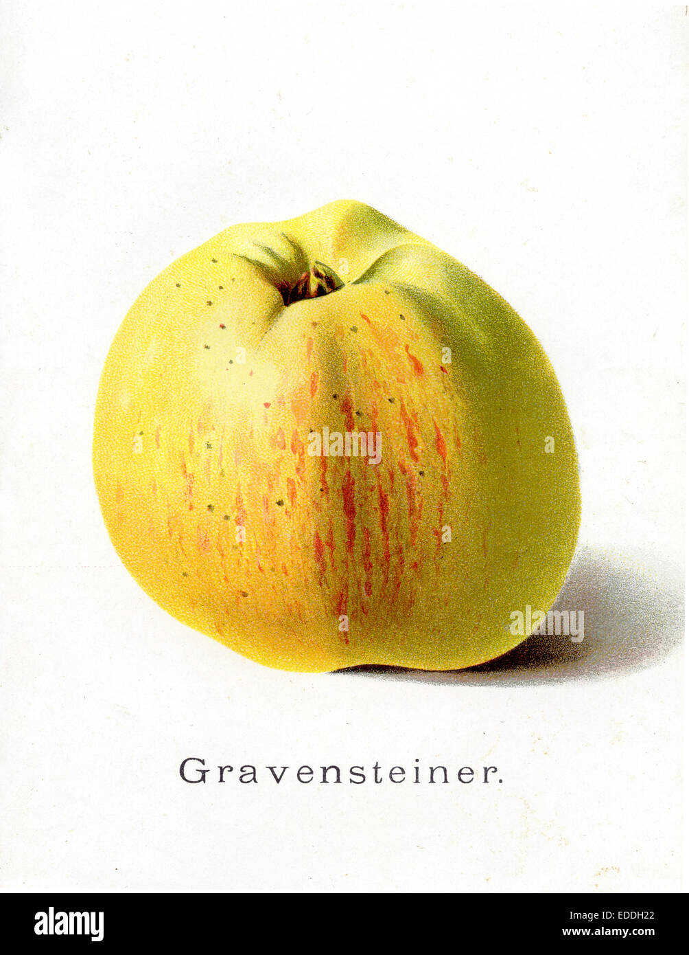 apple, apple variety: Gravenstein Stock Photo