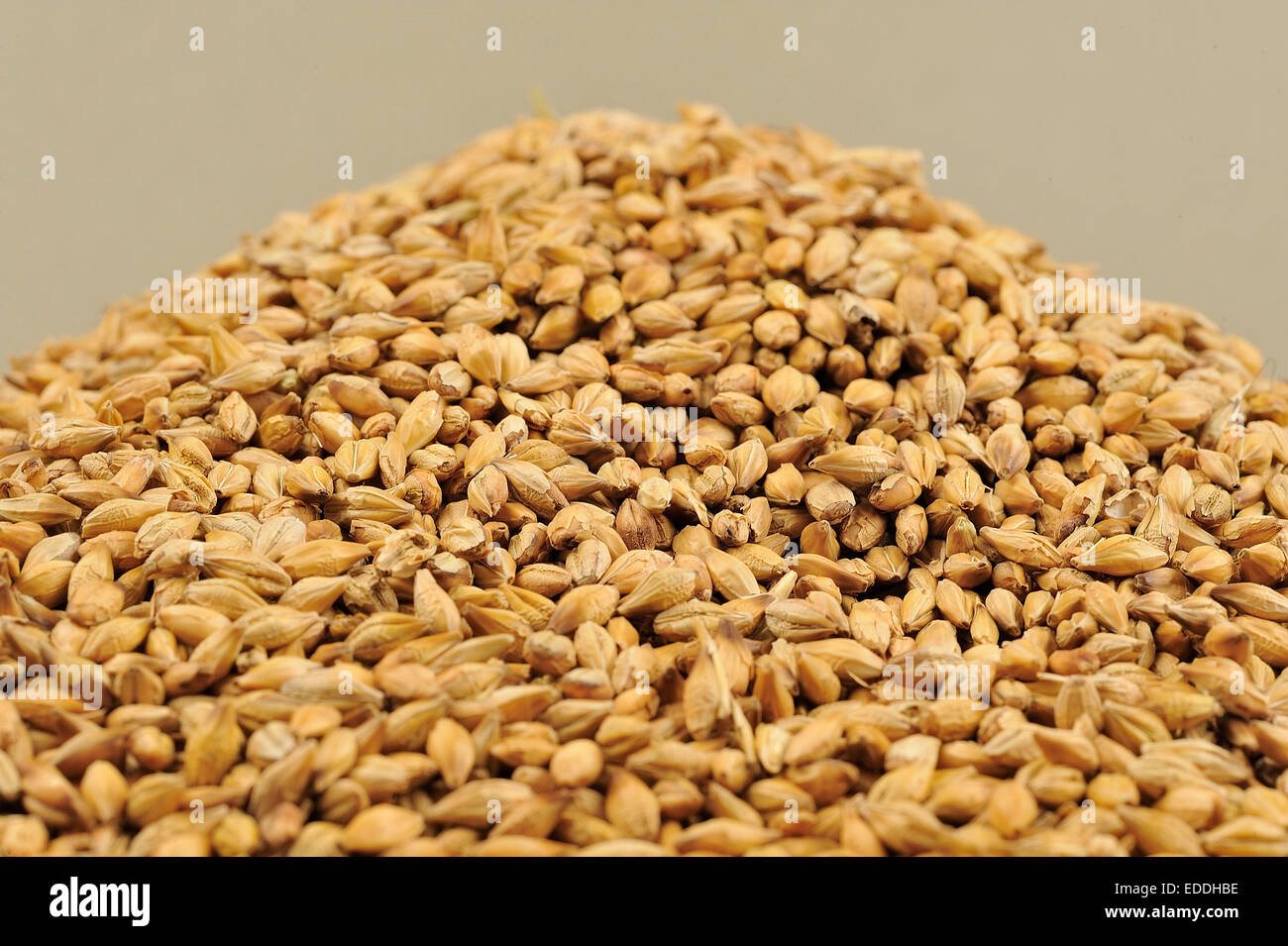 Barleycorns hires stock photography and images Alamy