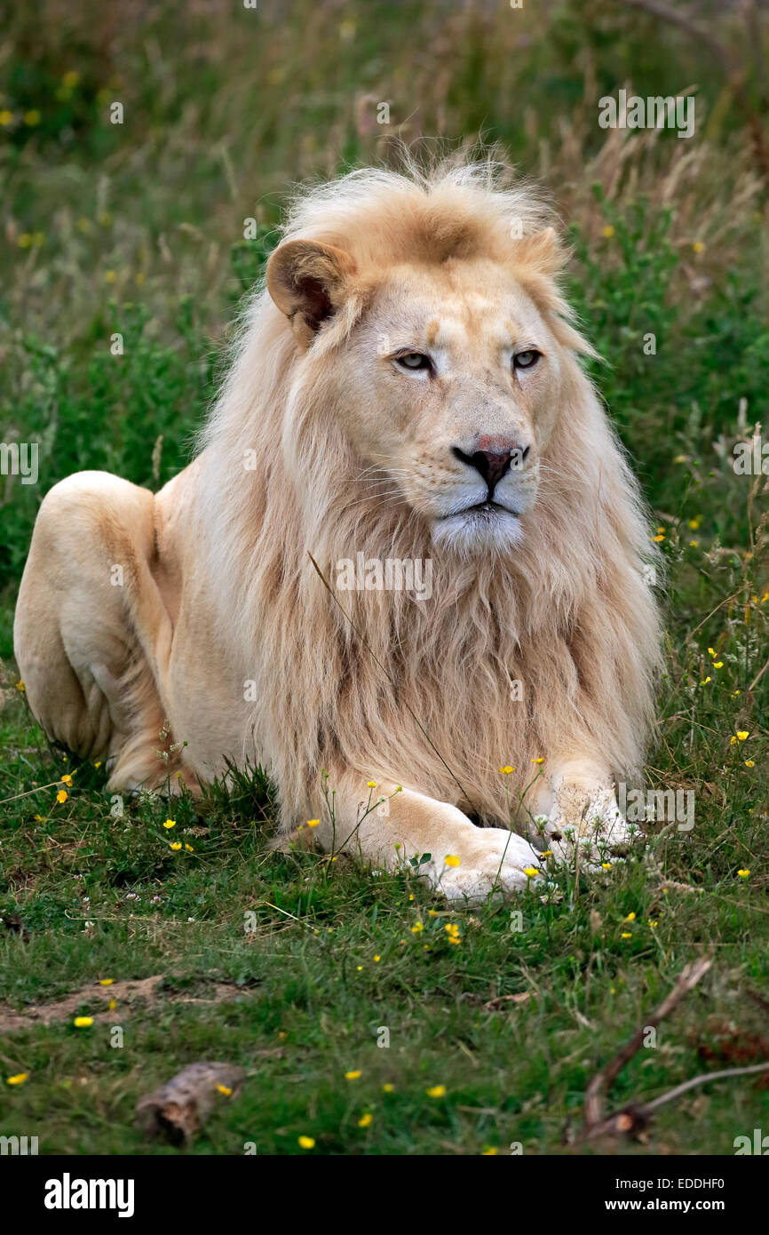 Male white lion hi-res stock photography and images - Alamy