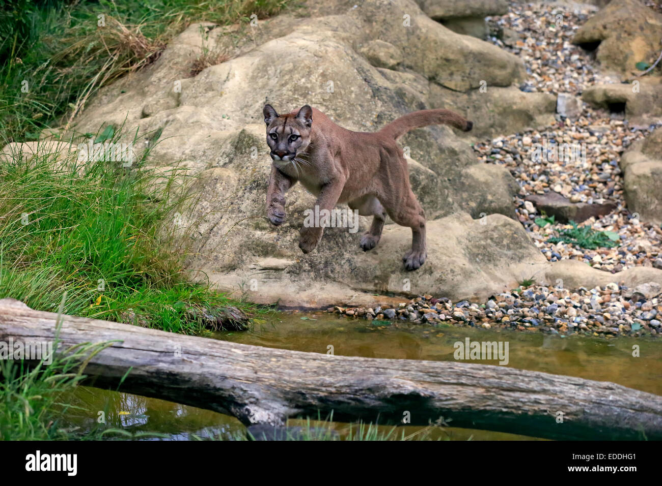 Puma Cougar or Mountain Lion Felis concolor adult jumping over water native to America captive England United Kingdom Stock Photo Alamy