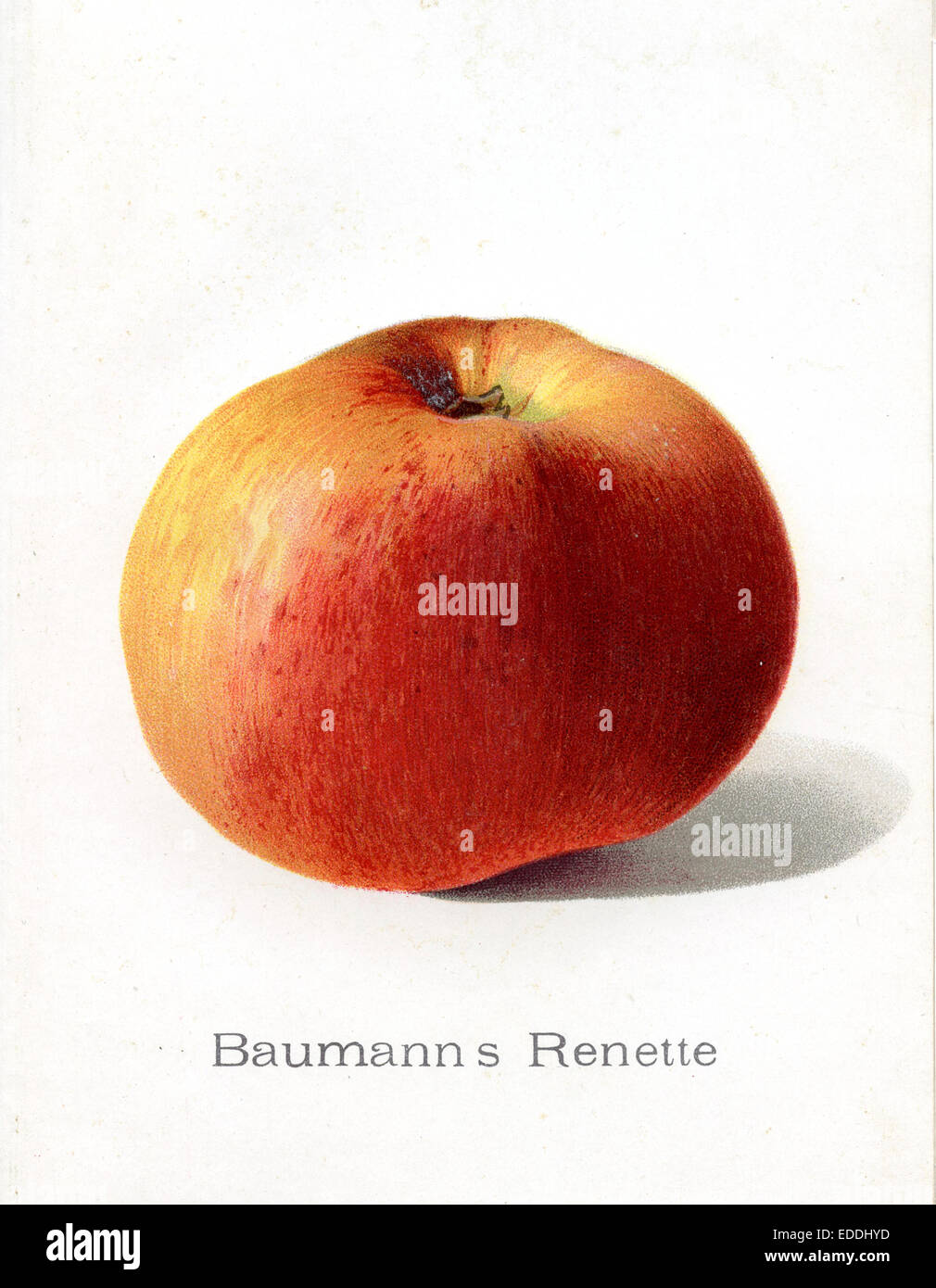 apple, apple variety: Baumann rennet, Reinette Stock Photo