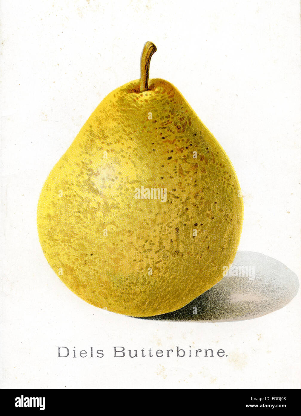 Pear: Diels Butter pear Stock Photo