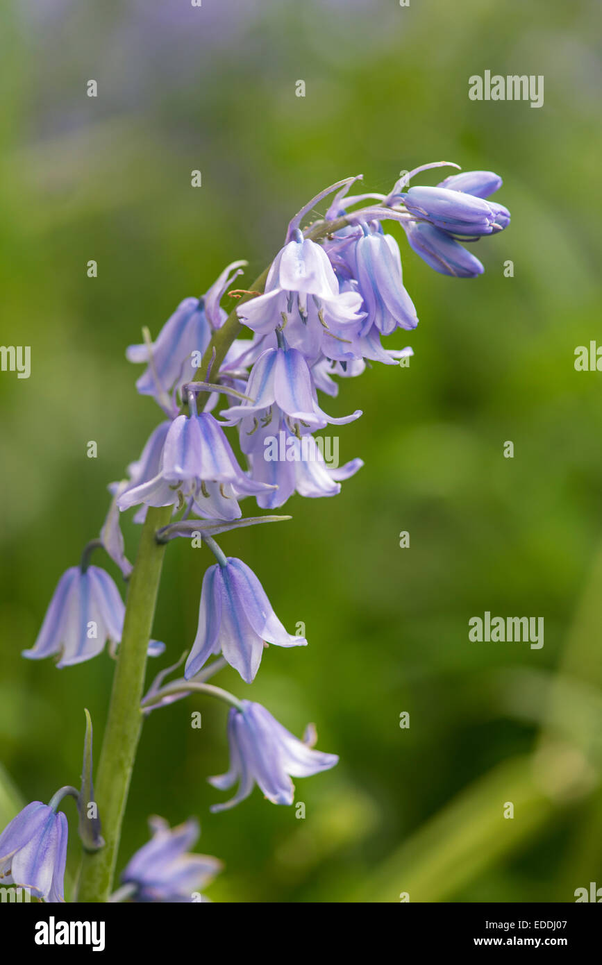 Spanish Bluebell: Hyacinthoides hispanica. Garden, Surrey, England Stock Photo