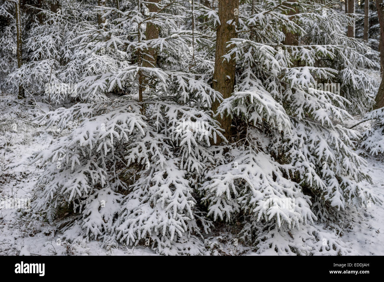 Spruce tree forest covered with snow Stock Photo