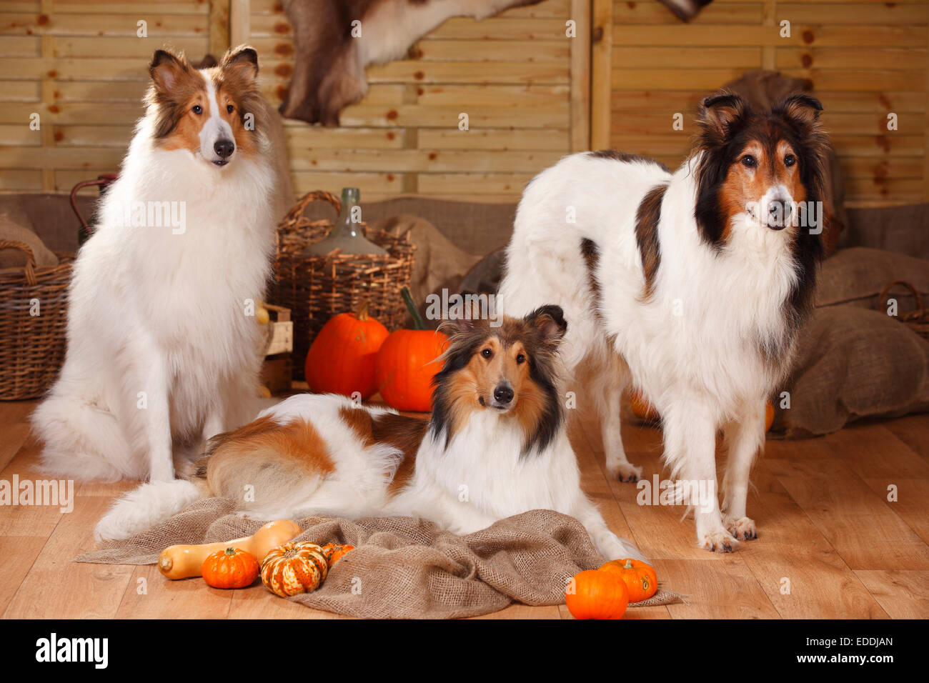 Three American Collies in an autumnal decorated barn Stock Photo