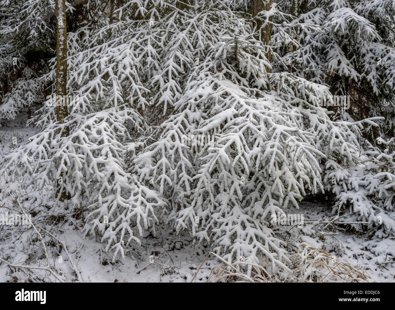 Spruce tree forest covered with snow Stock Photo