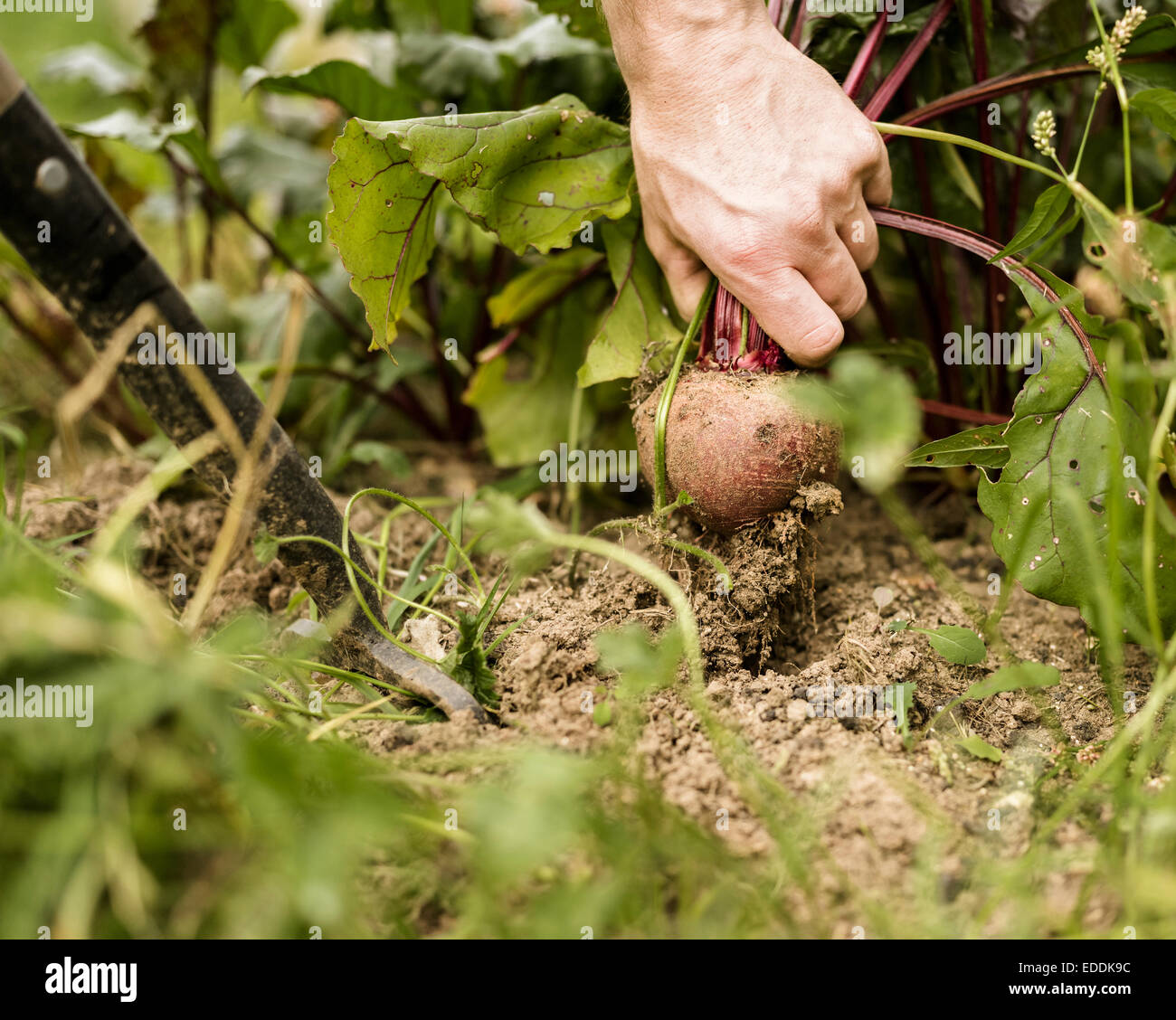 Hand pulling out a beetroot plant from the soil. Stock Photo