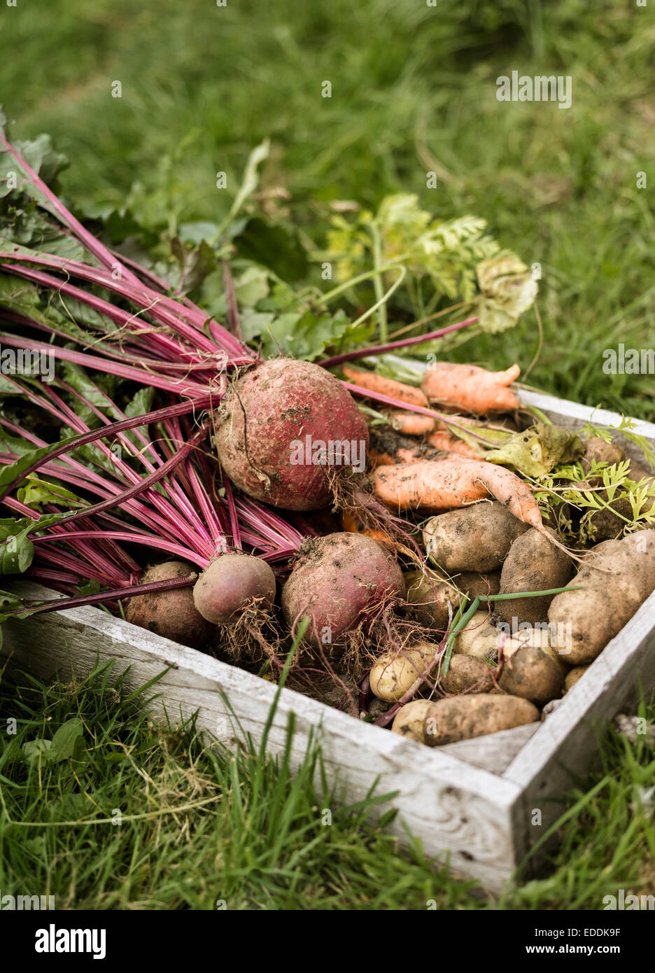 Wooden box full of freshly picked vegetables, including carrots, beetroots and potatoes. Stock Photo