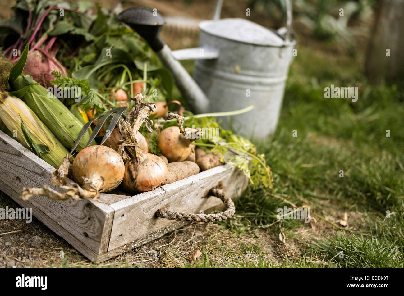 Watering can and wooden box full of freshly picked vegetables, including carrots, onions, beetroots, corn and potatoes. Stock Photo