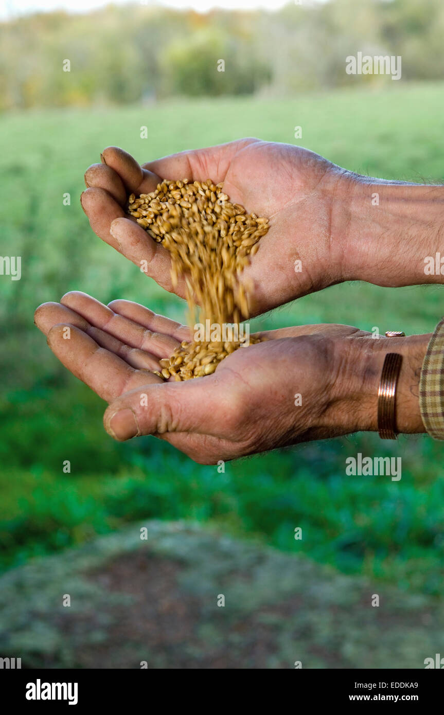 Close up of a man's hands pouring wheat from one hand into the other. Stock Photo