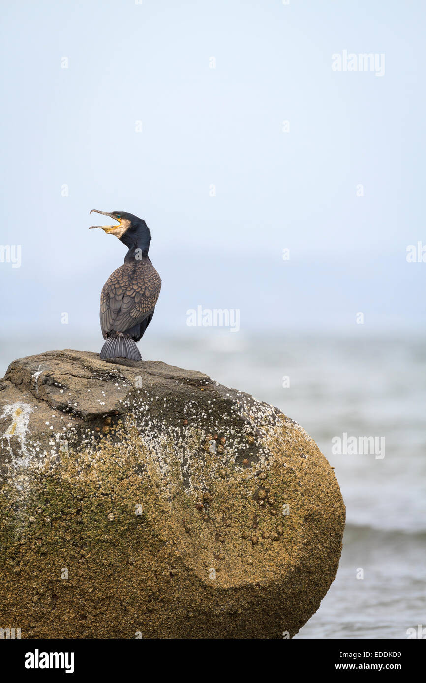 Great Cormorant (Phalacrocorax carbo) perched on rock on shore. East Lothian. Scotland. UK. Stock Photo