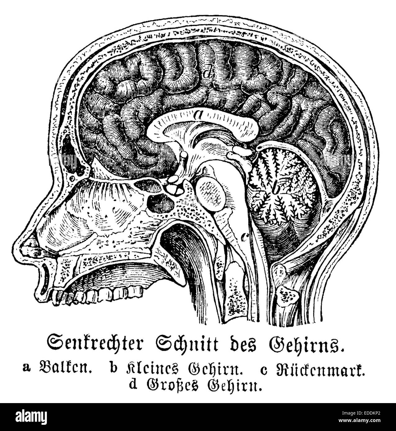 Human Brain Black and White Stock Photos & Images - Alamy