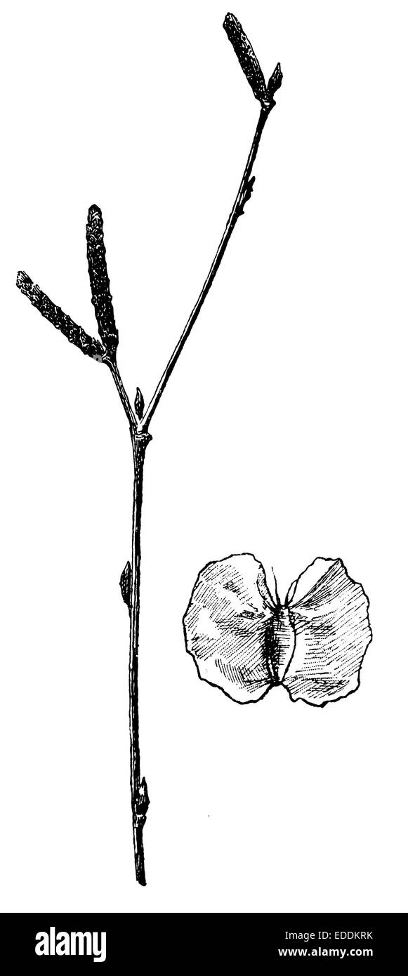 Betula pendula (syn. Betula verrucosa, Betula alba) Stock Photo