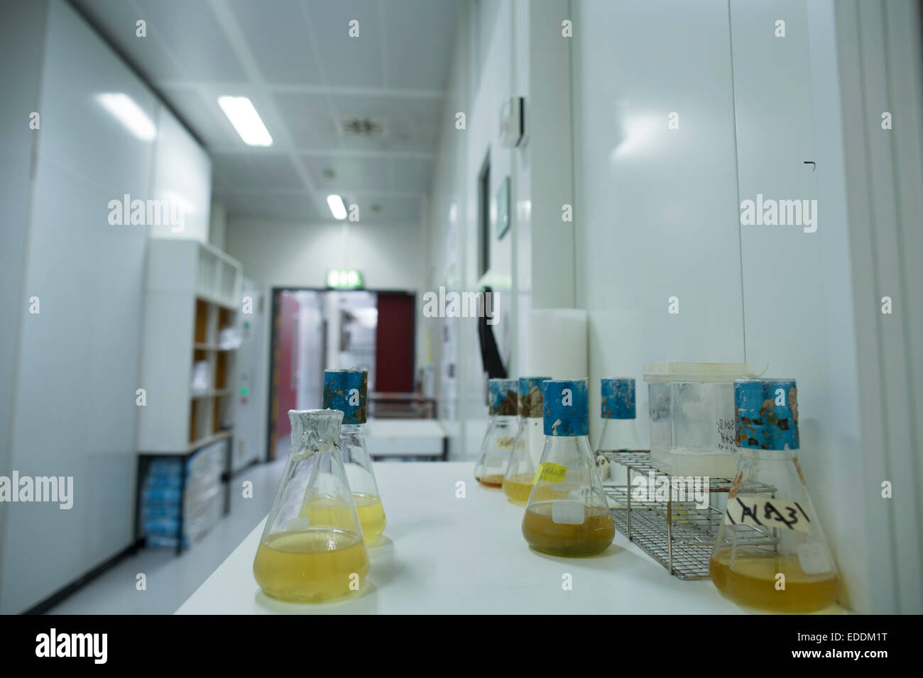 Erlenmeyer Flasks in a biology laboratory Stock Photo Alamy
