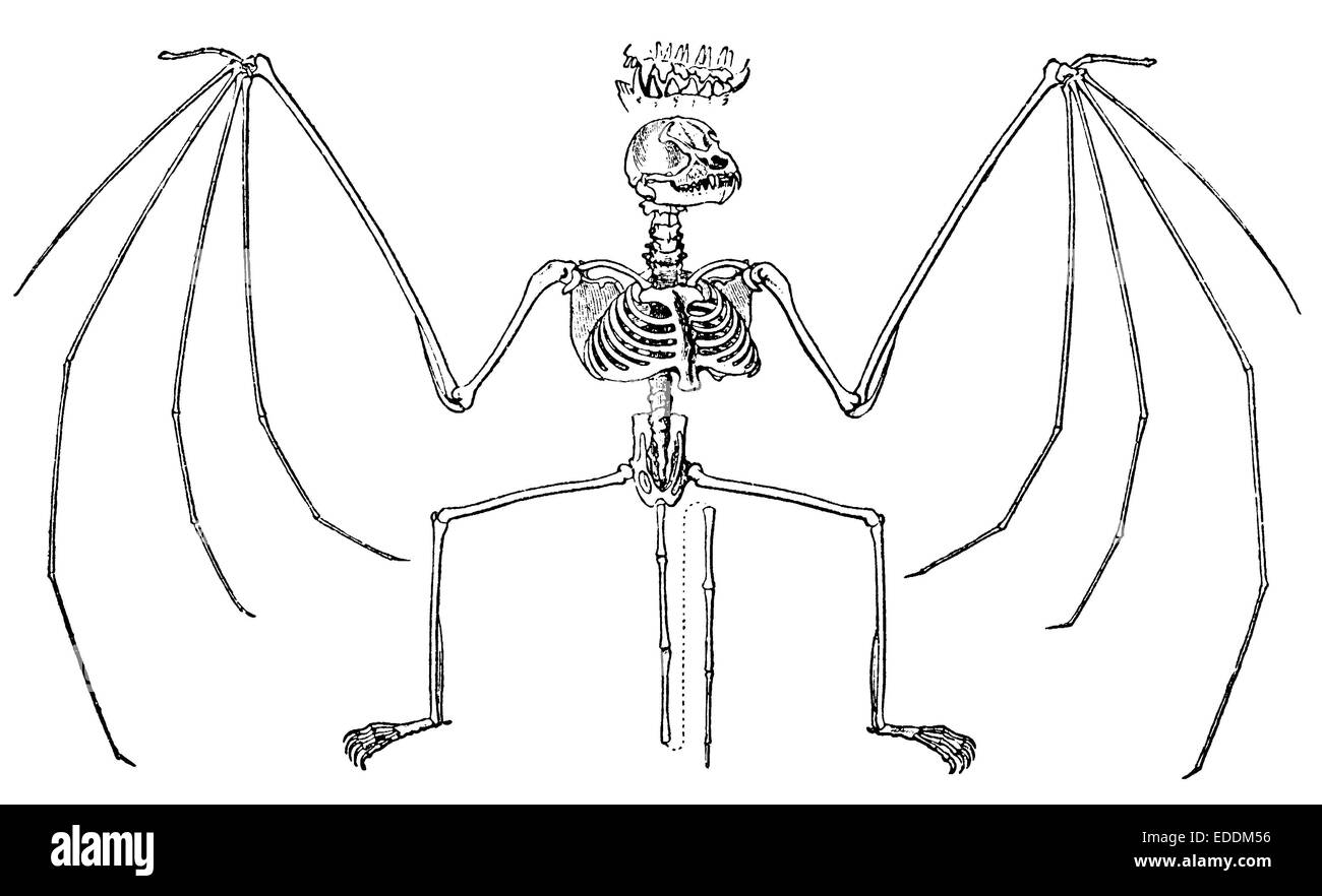 Fledermaus: Skelett und Gebiss (oben) Stock Photo
