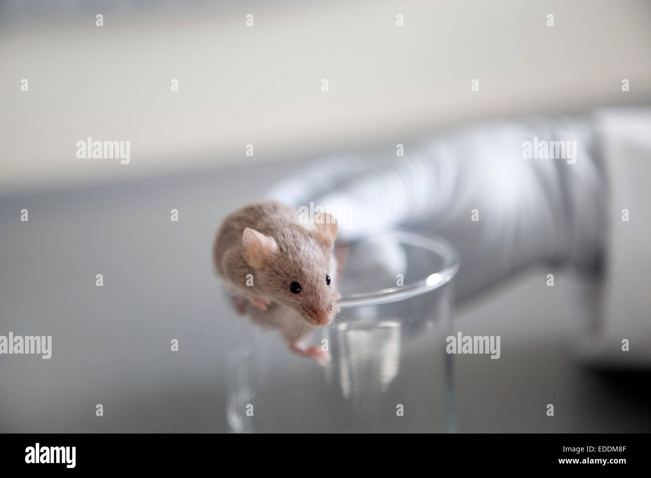 Germany, Research laboratory, Mouse climbing out of laboratory glass