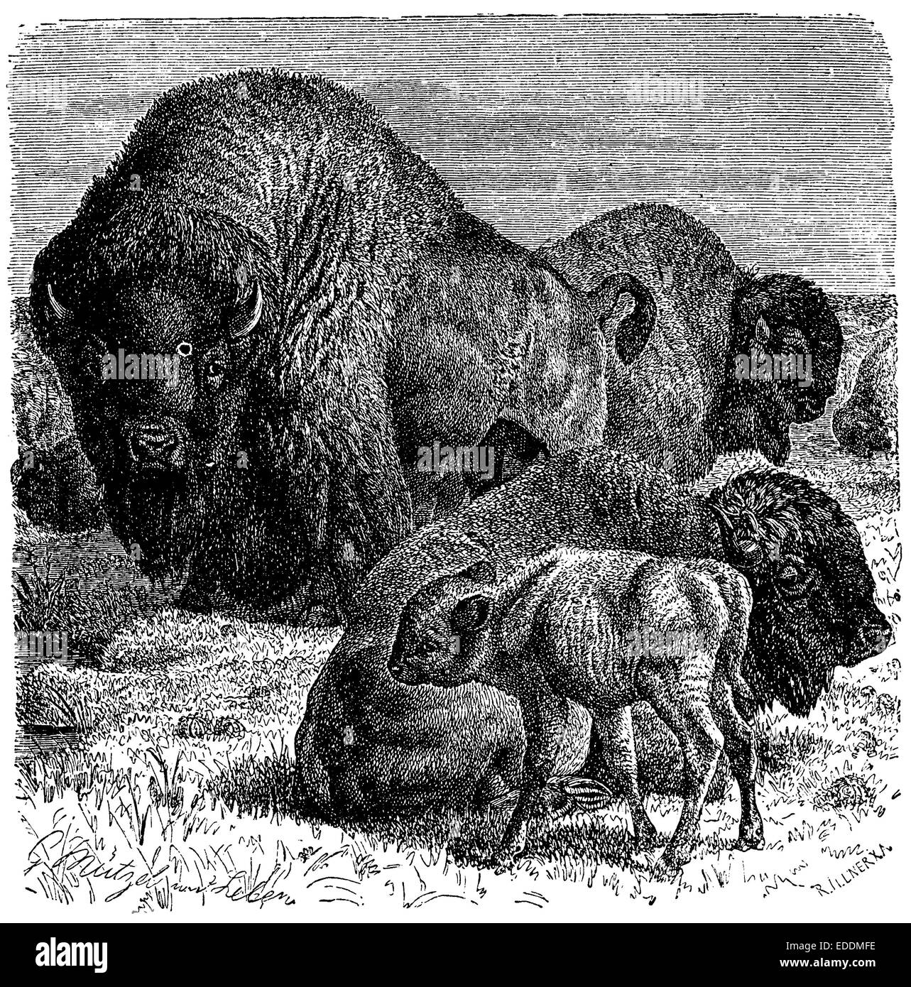 Индейцы северной америки охота на бизонов. Стада бизонов в америке. Судьба бизонов. Зубр и бизон отличия. Степной бизон bison priscus.