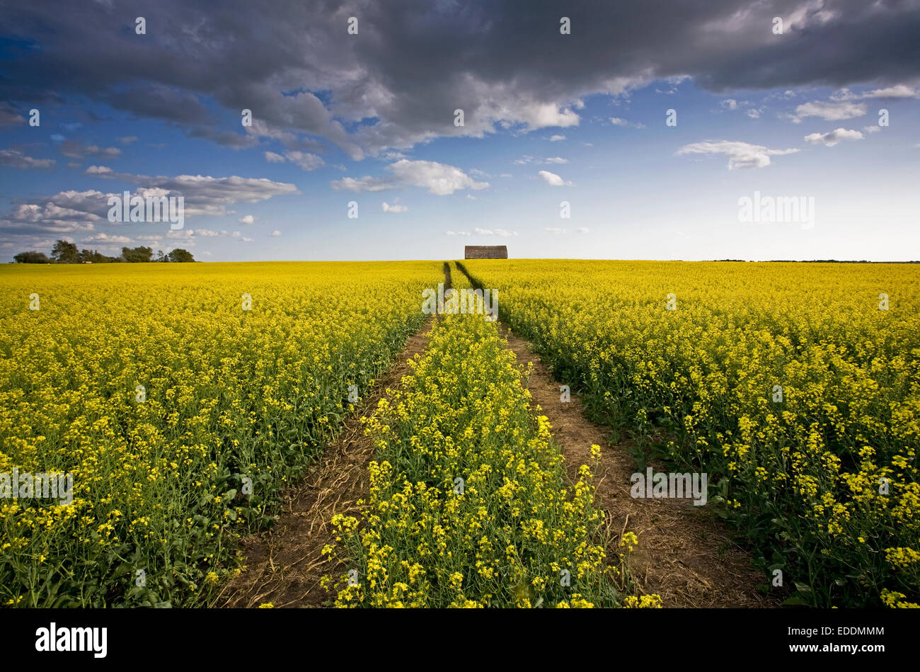 A landscape of flowering canola crops, with yellow flowers. The planted