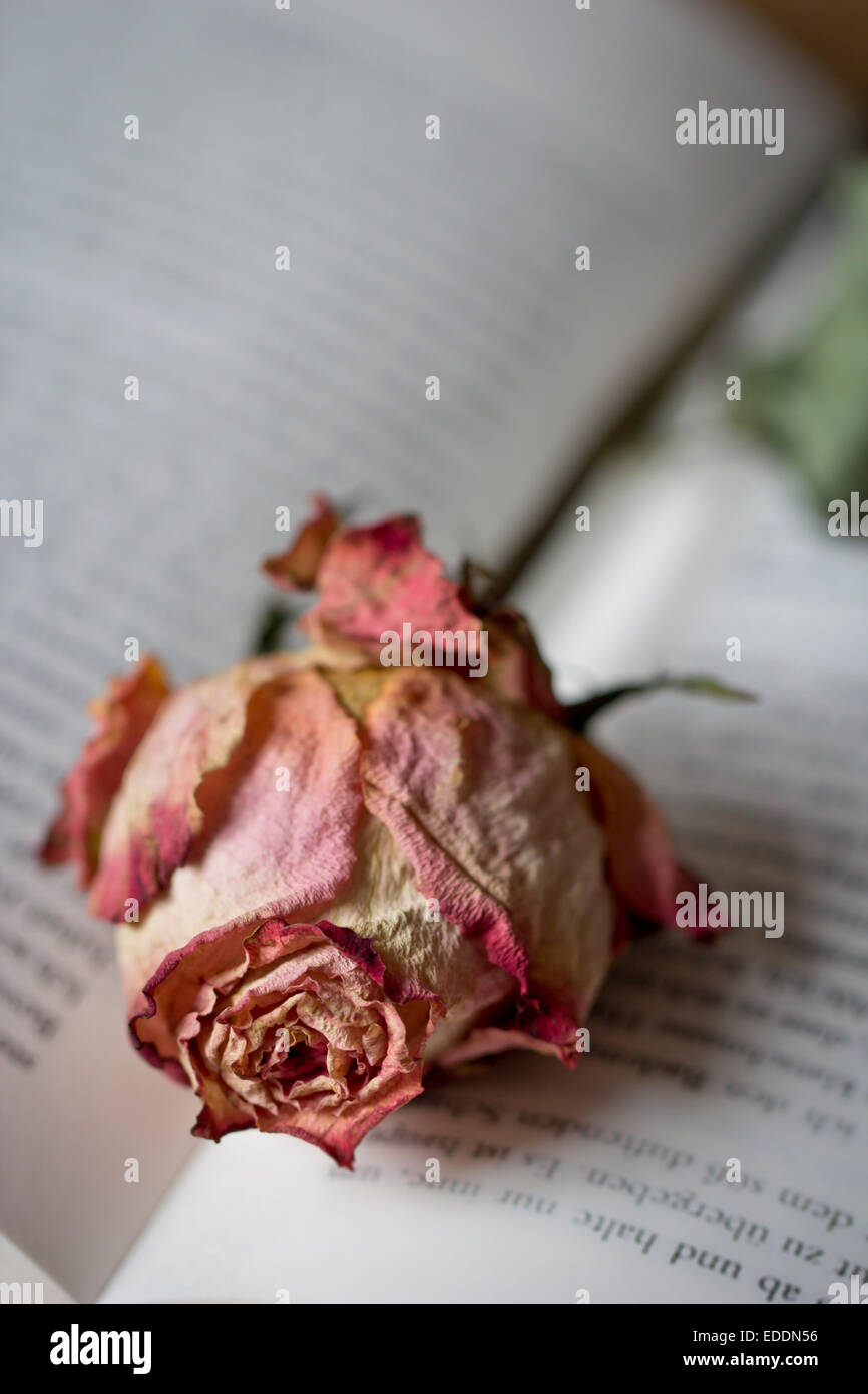 Book paper rose hires stock photography and images Alamy